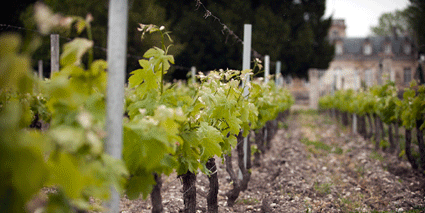 Chateau-Beaumont-Medoc-Weinberg
